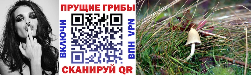 Галлюциногенные грибы MAGIC MUSHROOMS наркошоп Нижнекамск